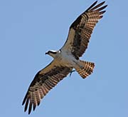 Picture/image of Osprey