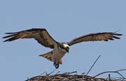 Picture/image of Osprey