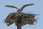 Picture/image of Osprey