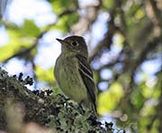 Picture/image of Pacific-slope Flycatcher