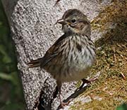 Picture/image of Savannah Sparrow