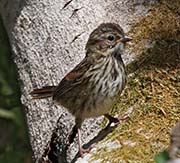 Picture/image of Savannah Sparrow