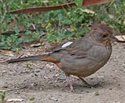 Picture/image of California Towhee