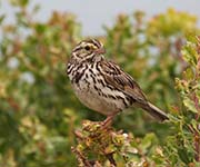 Picture/image of Savannah Sparrow