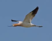 Picture/image of American Avocet