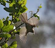 Picture/image of California Towhee