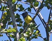 Picture/image of MacGillivray's Warbler
