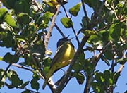 Picture/image of MacGillivray's Warbler