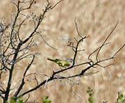 Picture/image of MacGillivray's Warbler