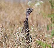 Picture/image of Wild Turkey