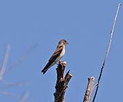 Picture/image of Northern Rough-winged Swallow