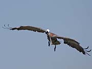 Picture/image of Brown Pelican