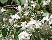 Picture/image of Orange-crowned Warbler