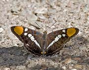 Picture/image of Just for Fun