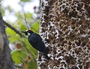 Picture/image of Acorn Woodpecker