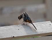 Picture/image of California Towhee