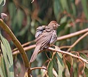 Picture/image of California Towhee
