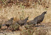 Picture/image of California Quail