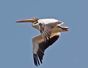 Picture/image of American White Pelican