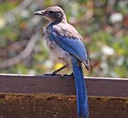 Picture/image of Western Scrub Jay