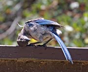 Picture/image of Western Scrub Jay