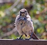 Picture/image of Western Scrub Jay