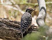 Picture/image of Nuttall's Woodpecker