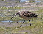 Picture/image of Long-billed Curlew