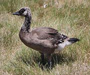 Picture/image of Canada Goose