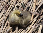 Picture/image of Canada Goose