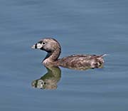 Picture/image of Pied-billed Grebe