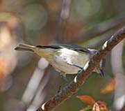 Picture/image of Bell's Vireo
