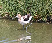 Picture/image of American Avocet