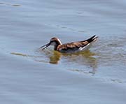 Picture/image of Wilson's Phalarope