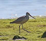 Picture/image of Marbled Godwit