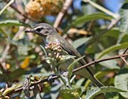 Picture/image of Bell's Vireo