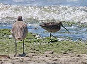 Picture/image of Short-billed Dowitcher