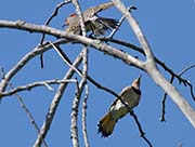 Picture/image of Northern Flicker