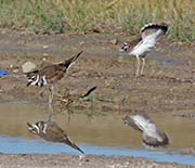 Picture/image of Killdeer