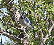 Picture/image of Blue Jay