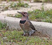 Picture/image of Northern Flicker