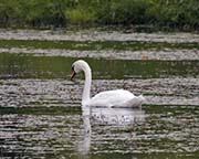 Picture/image of Mute Swan
