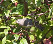 Picture/image of Warbling Vireo