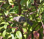 Picture/image of Warbling Vireo