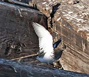 Picture/image of Black Turnstone