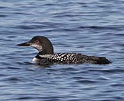 Picture/image of Common Loon