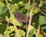 Picture/image of Song Sparrow