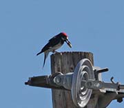 Picture/image of Acorn Woodpecker