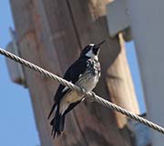 Picture/image of Acorn Woodpecker
