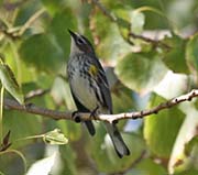 Picture/image of Yellow-rumped Myrtle Warbler